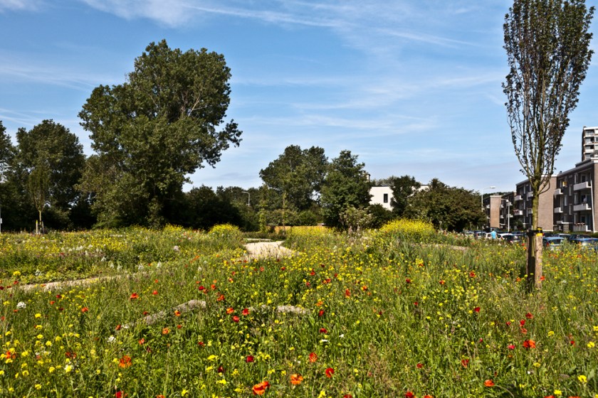 "De Terp" zoals hij er nu bij ligt. Een zee van (deels wilde) bloemen.