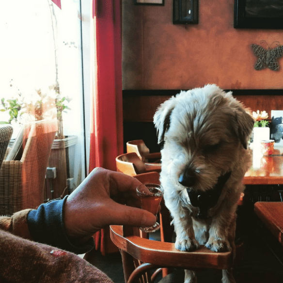 Dank aan het electoraat